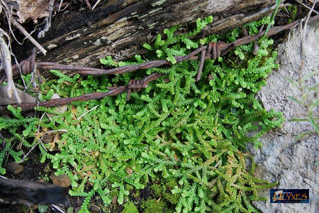 selaginella libera.JPG